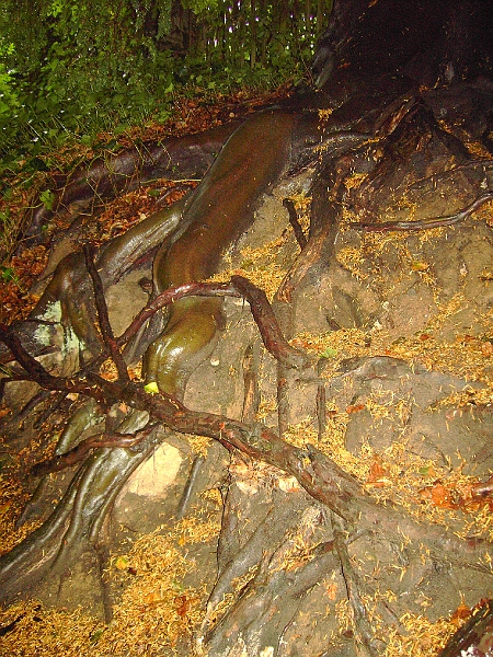 PICT0217 Roots Ightham Mote.JPG - Tree Roots